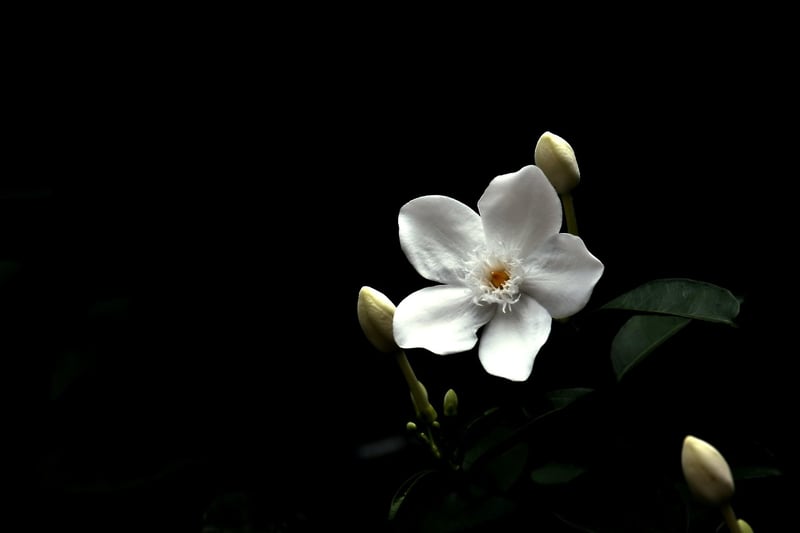 Botanical Elegance