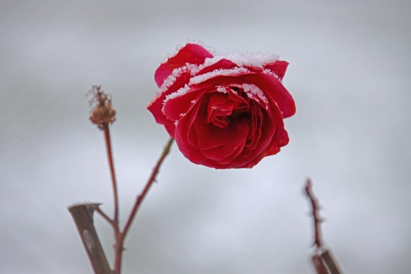 Floral Decor