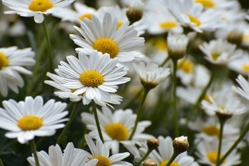 Floral decorations